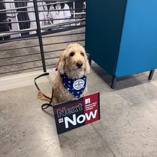 Therapy Dog from Kimberlee's Kennels 