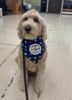 Service Dog 