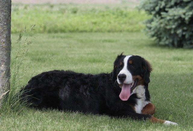 bernese mountain dog laying outside