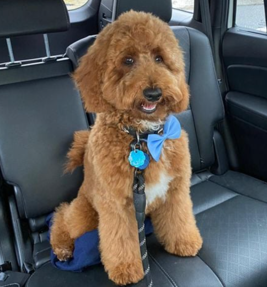 Adult goldendoodle with a curly coat and blue bow on a car ride
