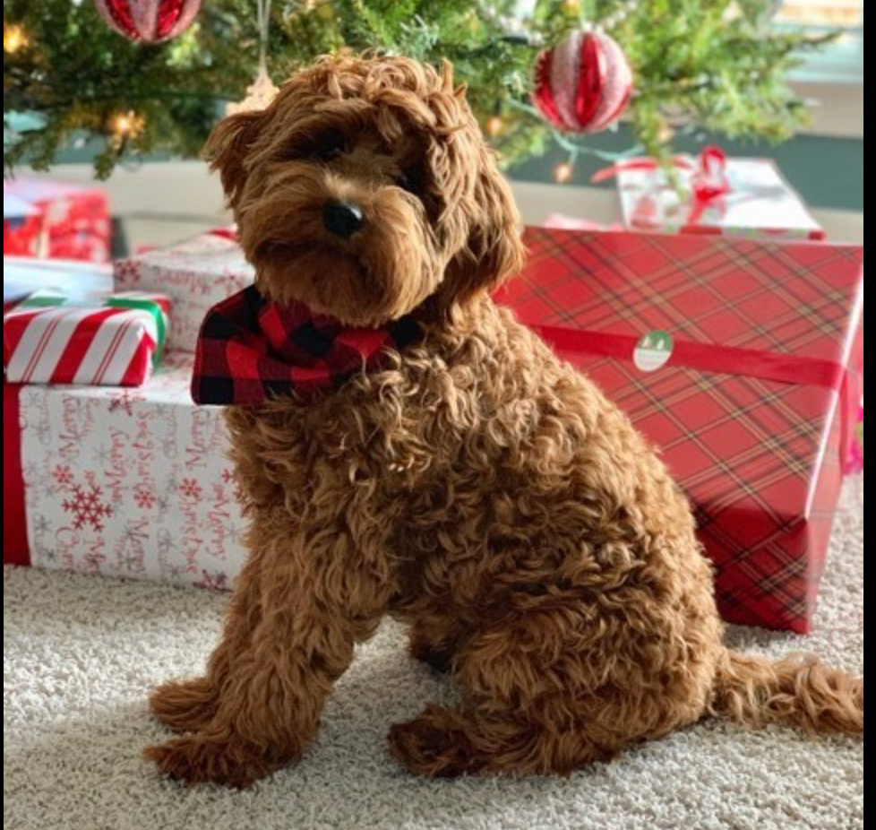 adult mini goldendoodle with a red and black bandana sitting with christmas presents under the tree