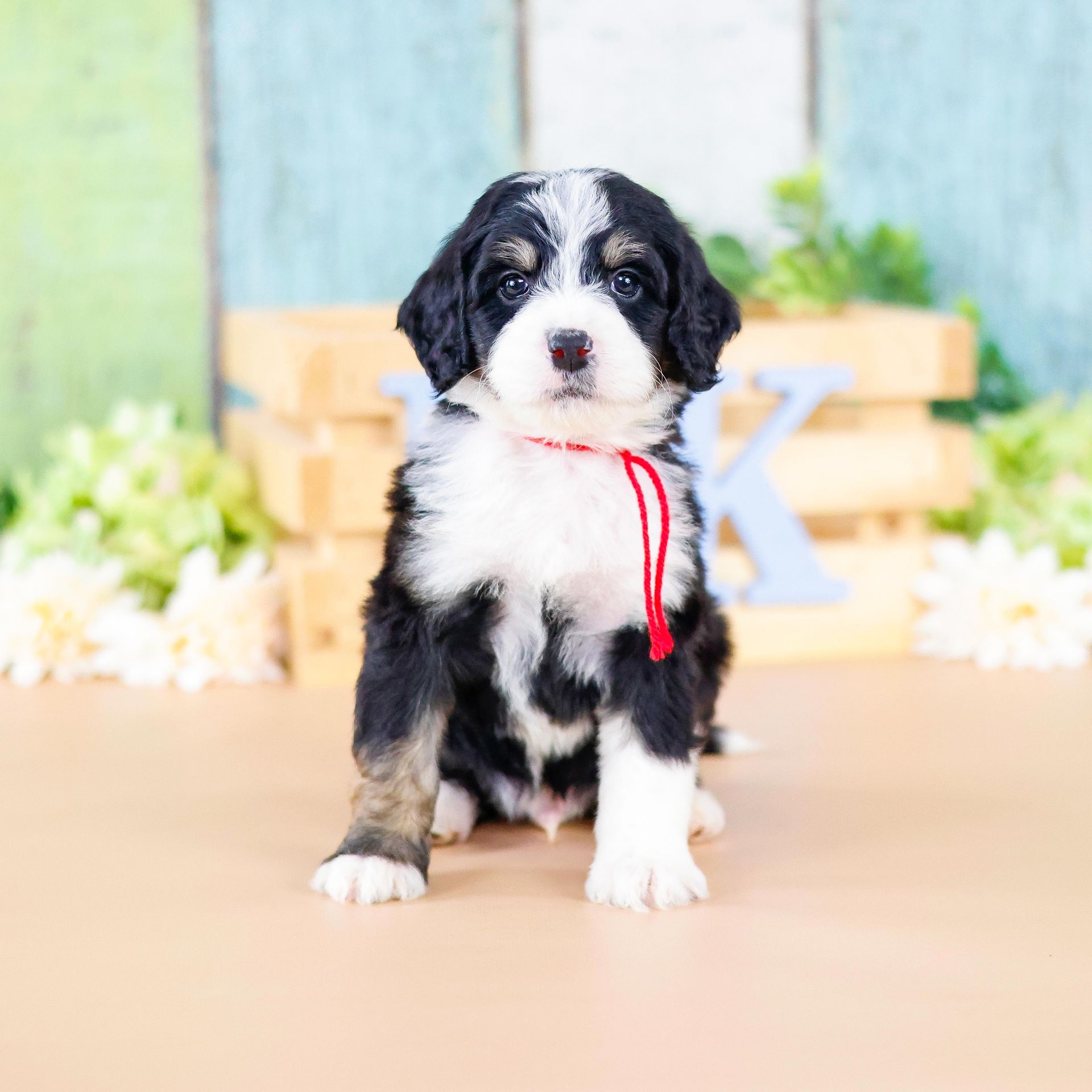 Therapy dog puppies, standard size tri-colored bernedoodle puppy