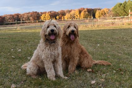 Hunting dog englishdoodle from Kimberlee's kennels 
