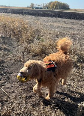 Search and Rescue Dog, certified service dog englishdoodle from Kimberlee's Kennels  