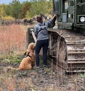 Search and Rescue Dog, certified service dog englishdoodle from Kimberlee's Kennels  