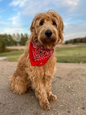 Search and Rescue Dog, certified service dog englishdoodle from Kimberlee's Kennels  