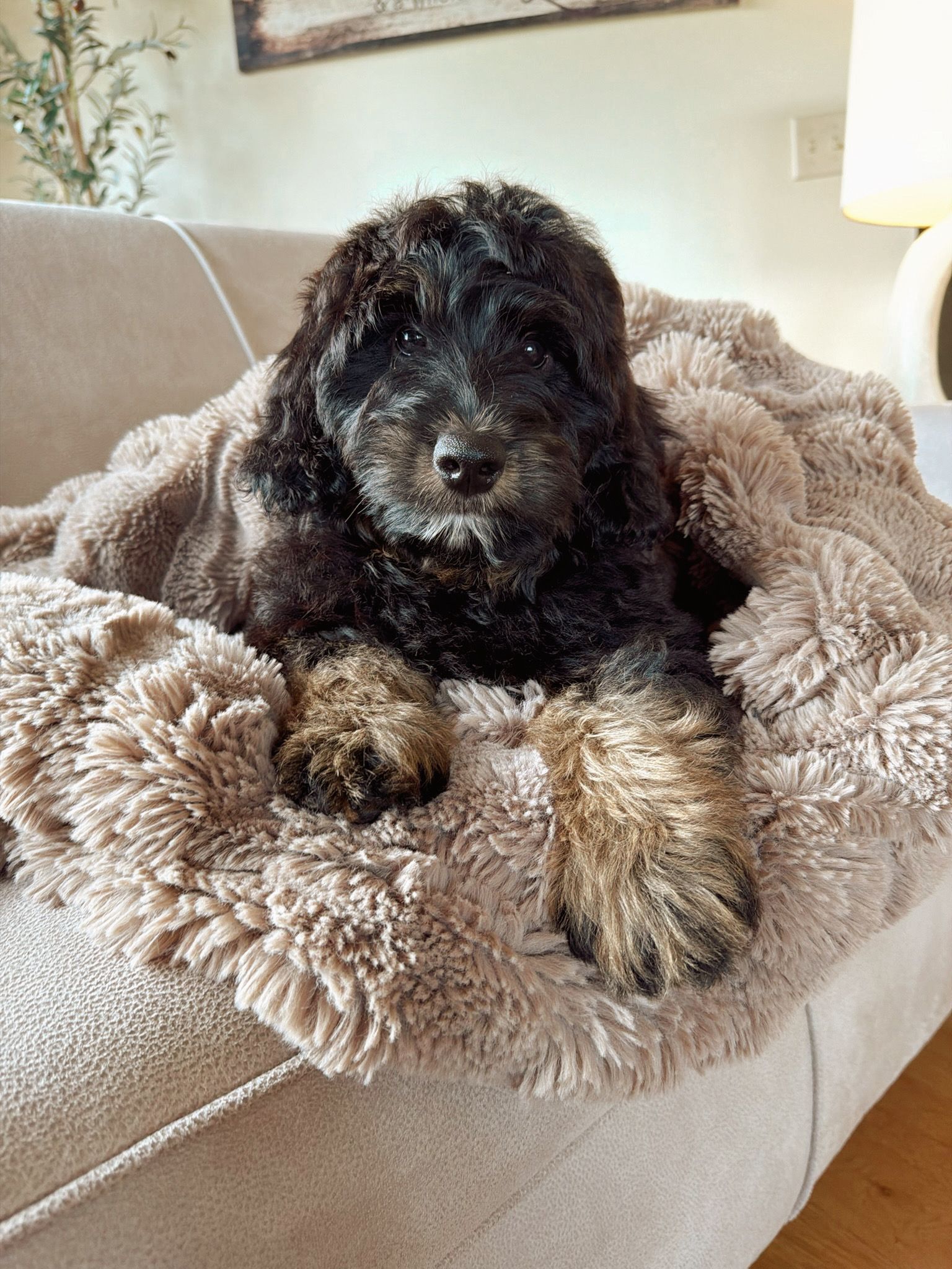 Bernedoodle breeder in Iowa