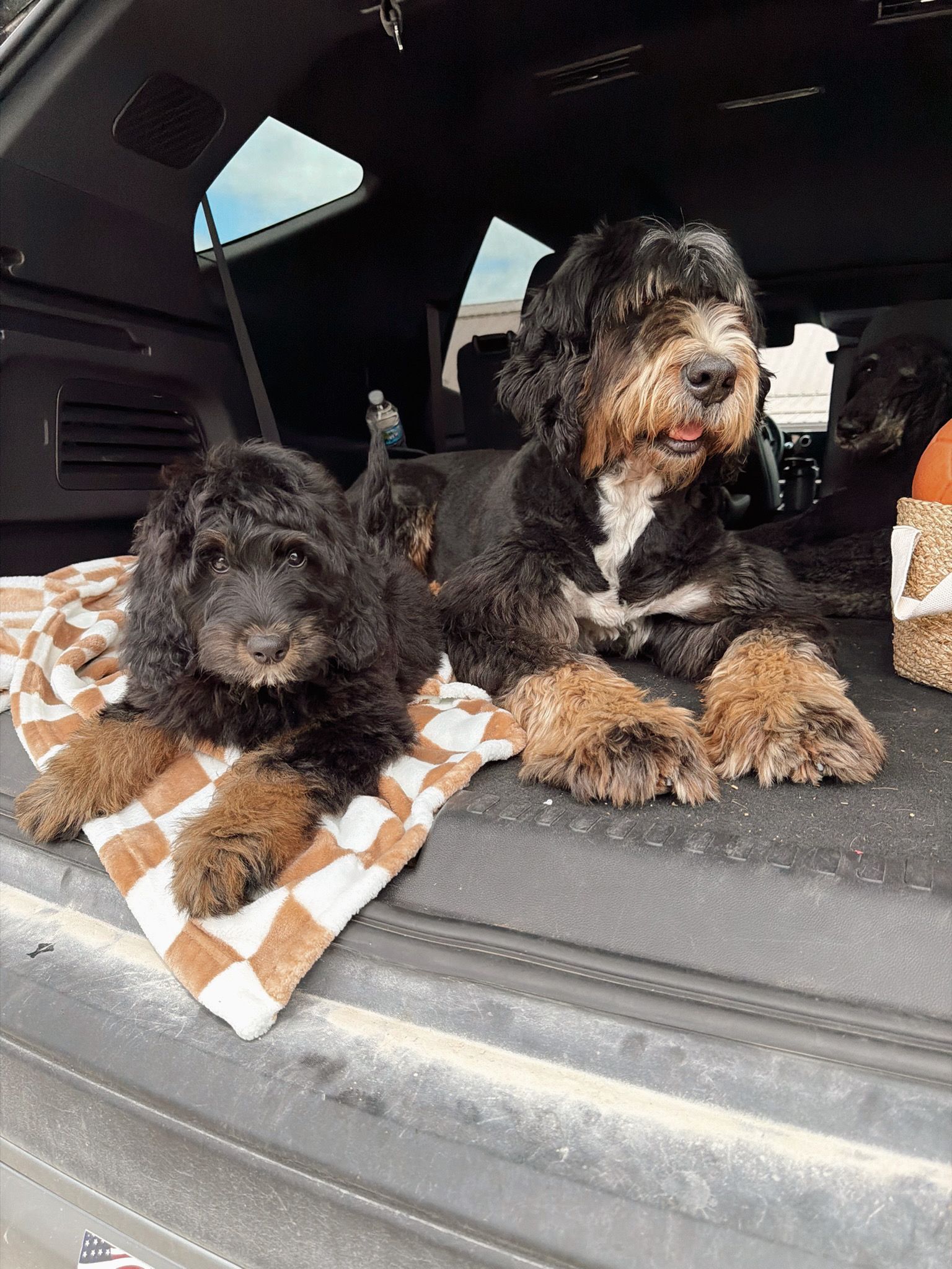 Bernedoodle breeder in Iowa