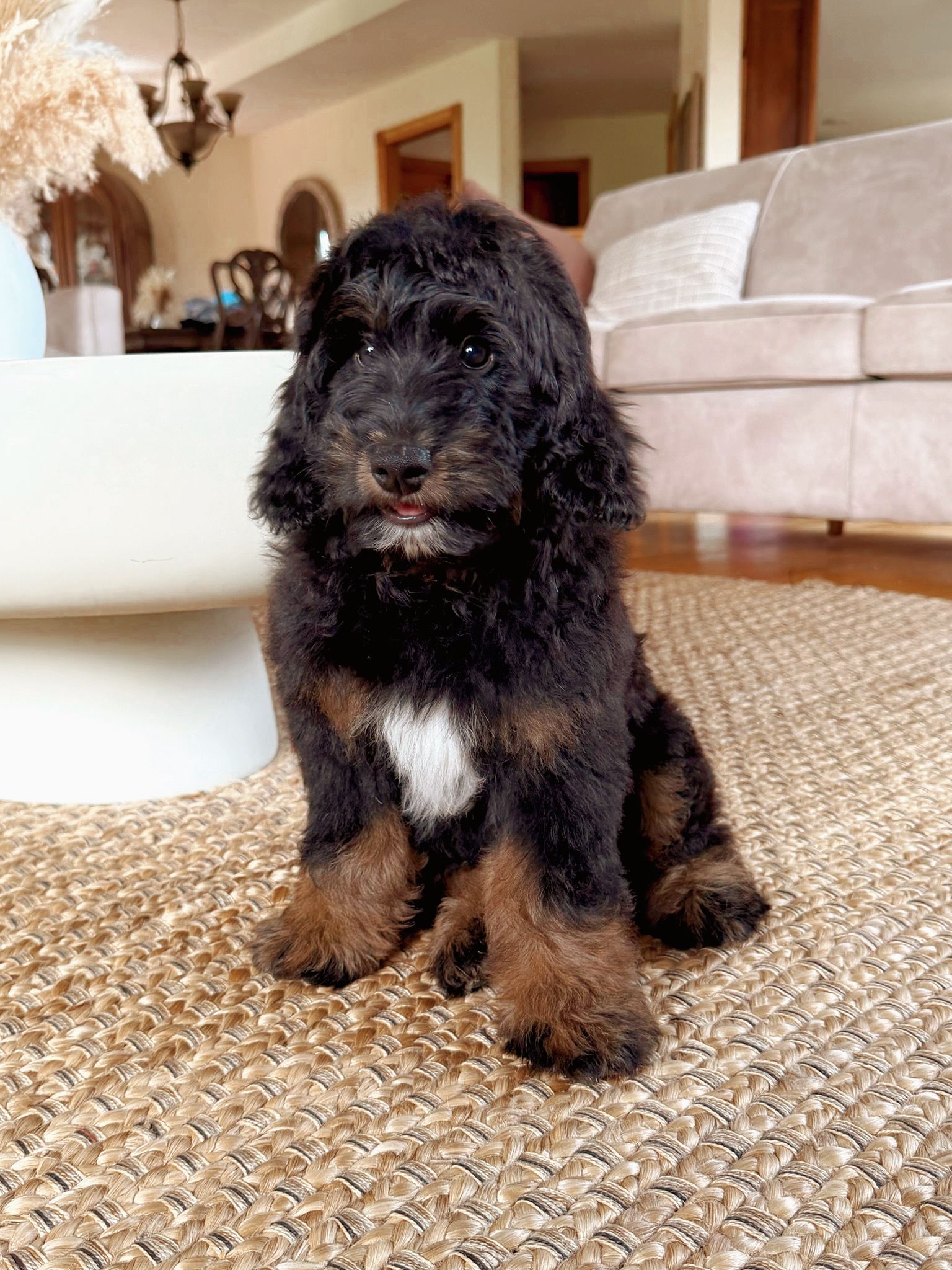 Bernedoodle breeder in Iowa