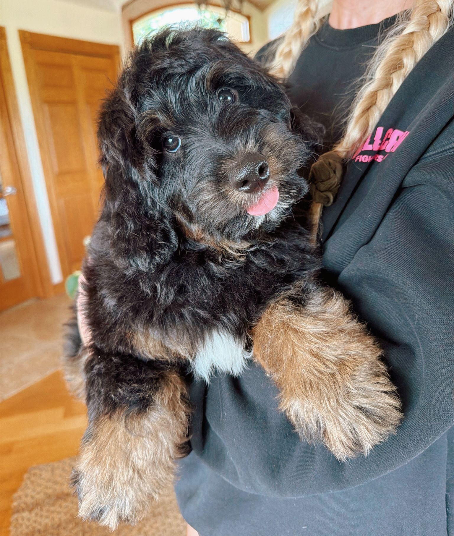 Bernedoodle breeder in Iowa