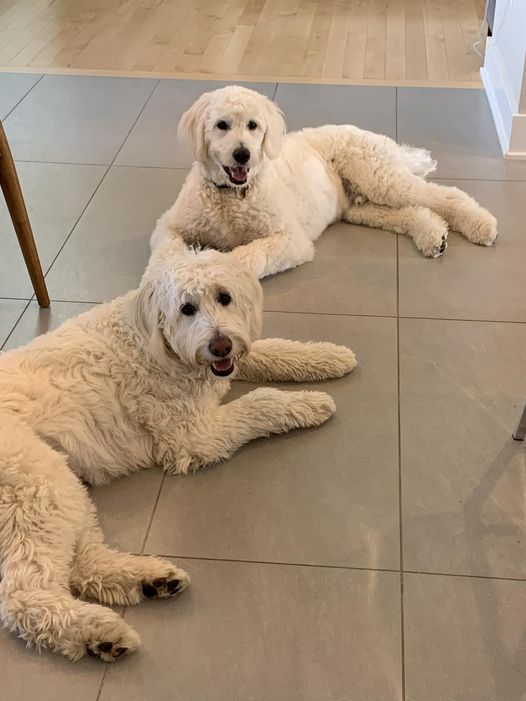 Therapy puppy englishdoodle 