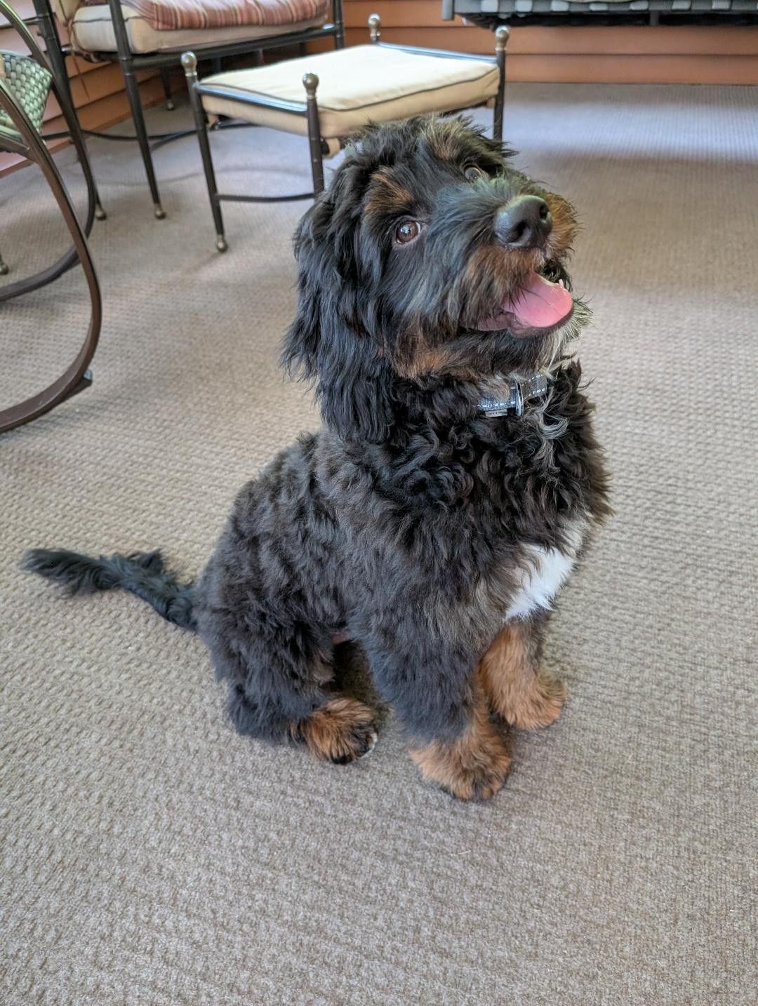 Phantom bernedoodle puppy smiling and sitting in the living room