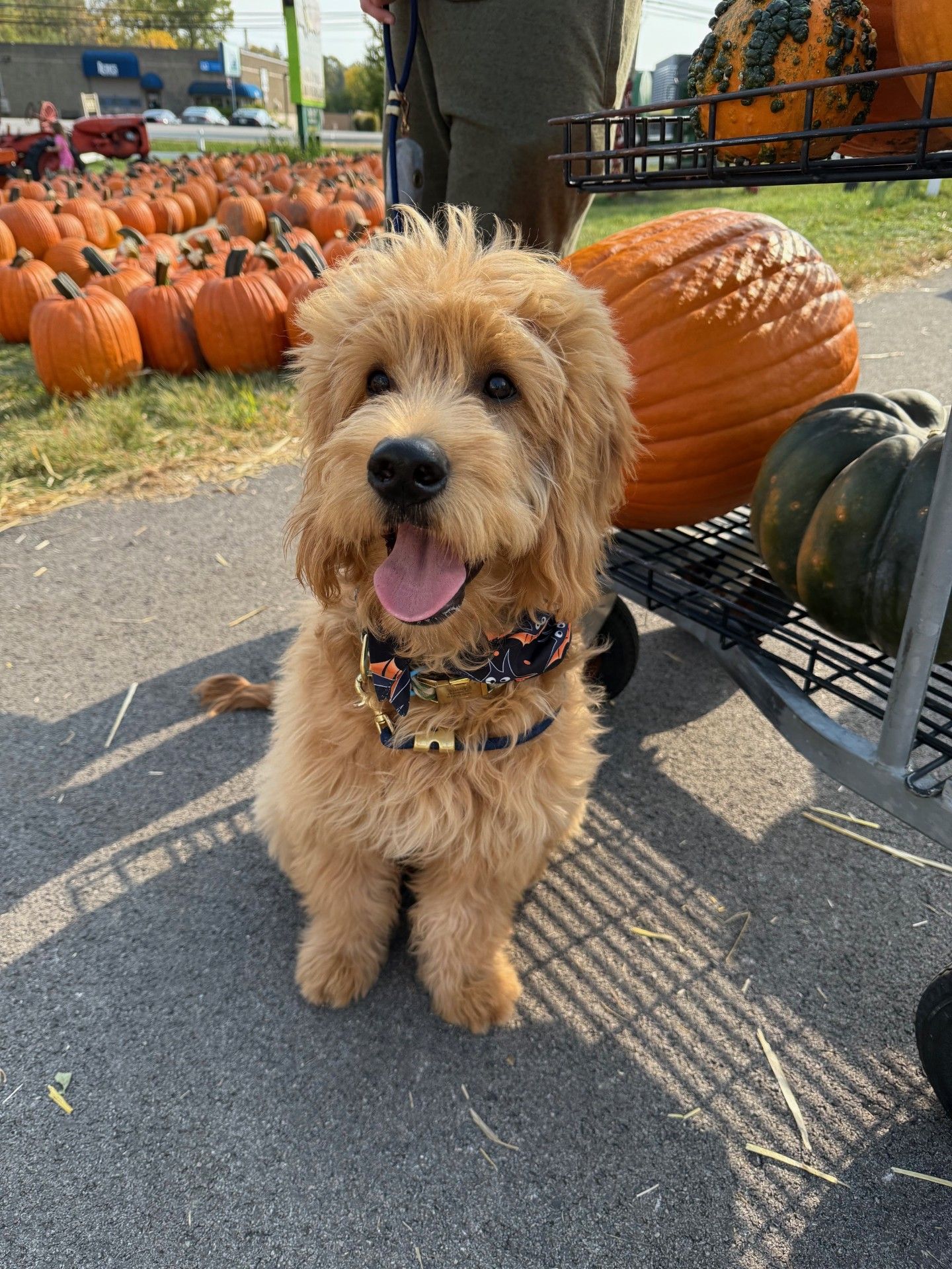 Fully matured apricot goldendoodle playing in a pumpkin patch