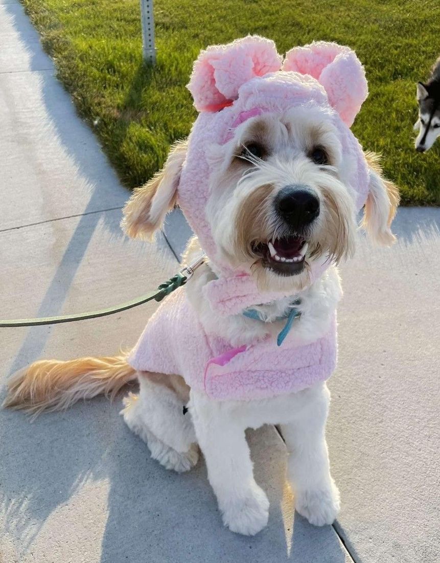 Englishdoodle Service Dog from Kimberlee's Kennels 