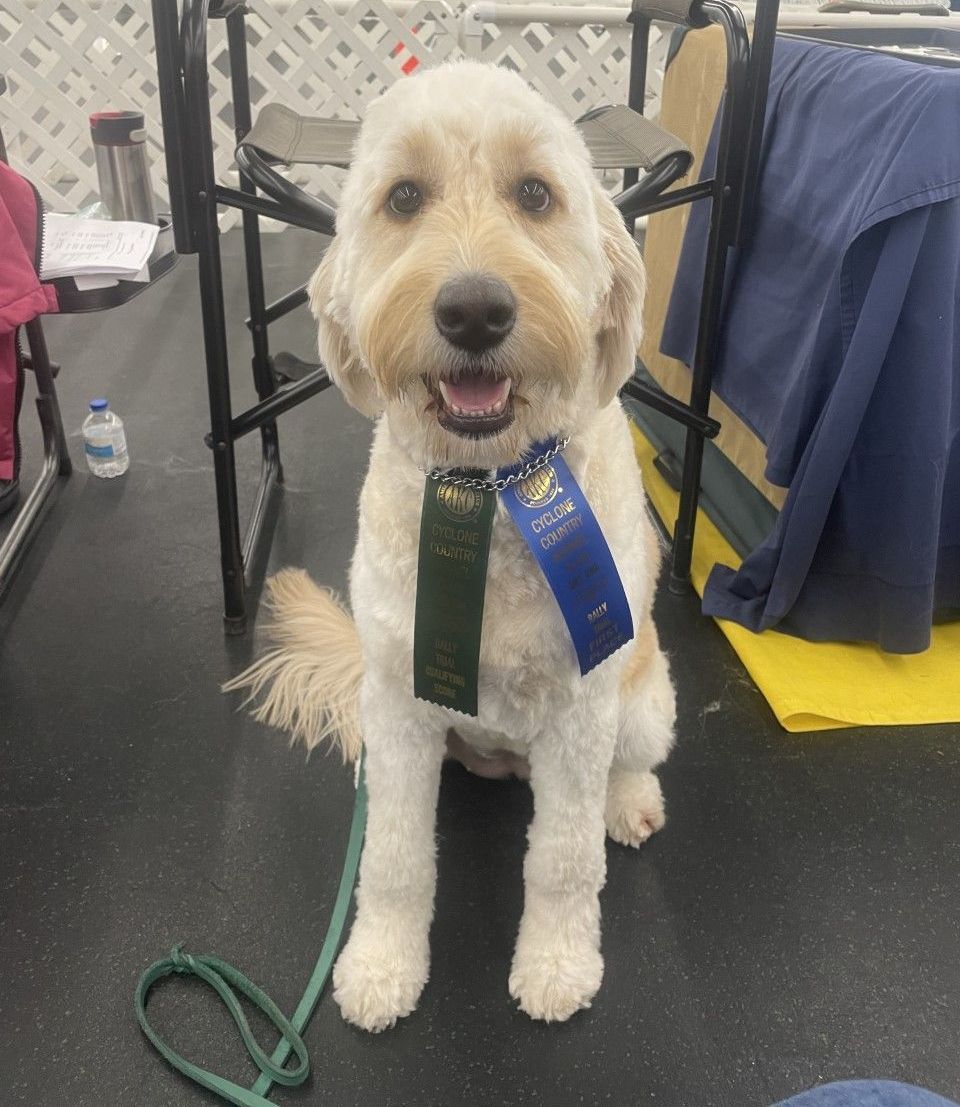 Therapy puppy englishdoodle 