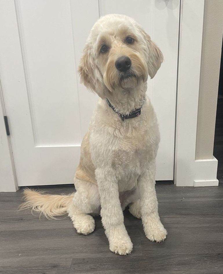 Englishdoodle Service Dog from Kimberlee's Kennels 