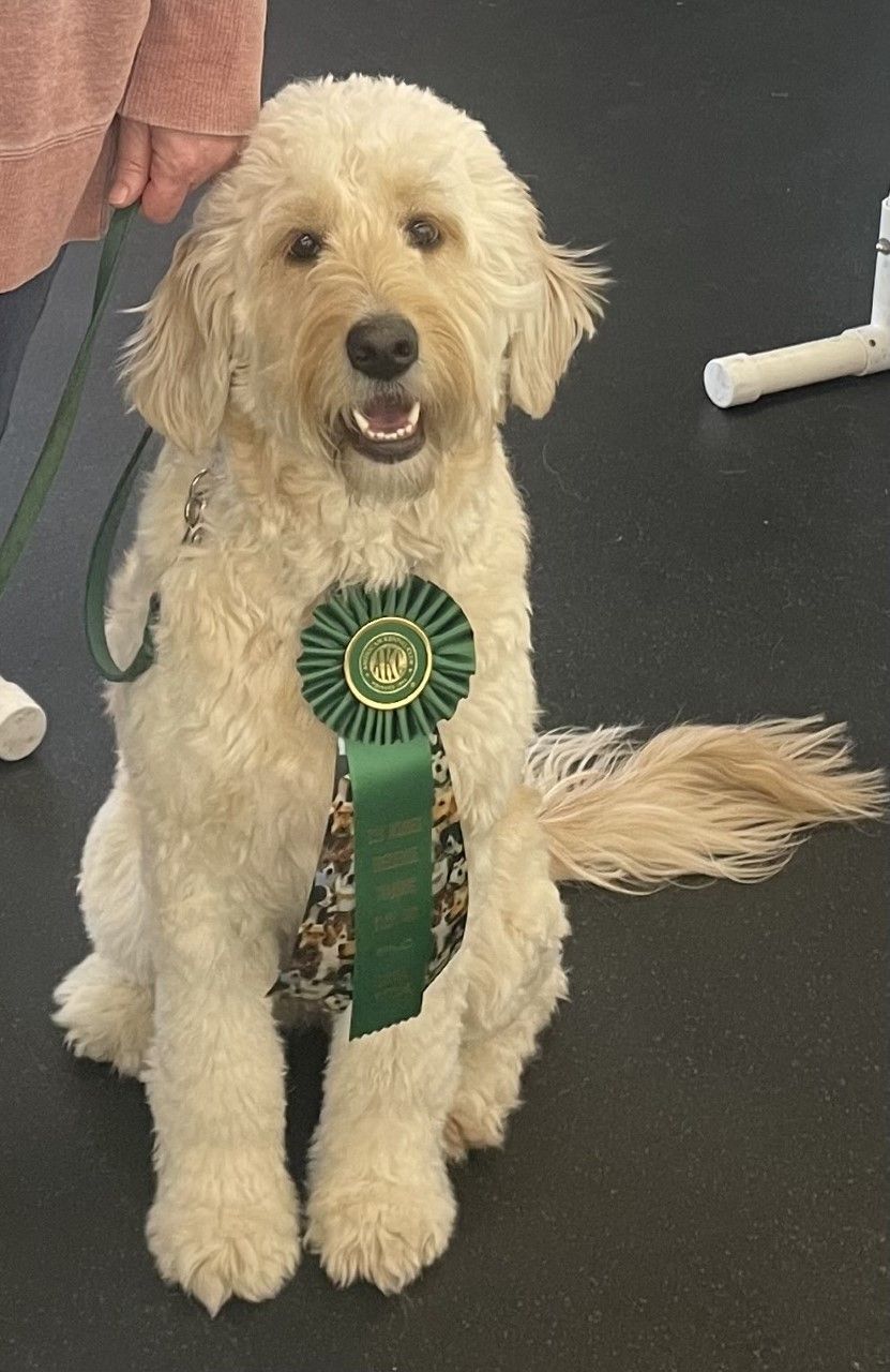 Therapy puppy englishdoodle 