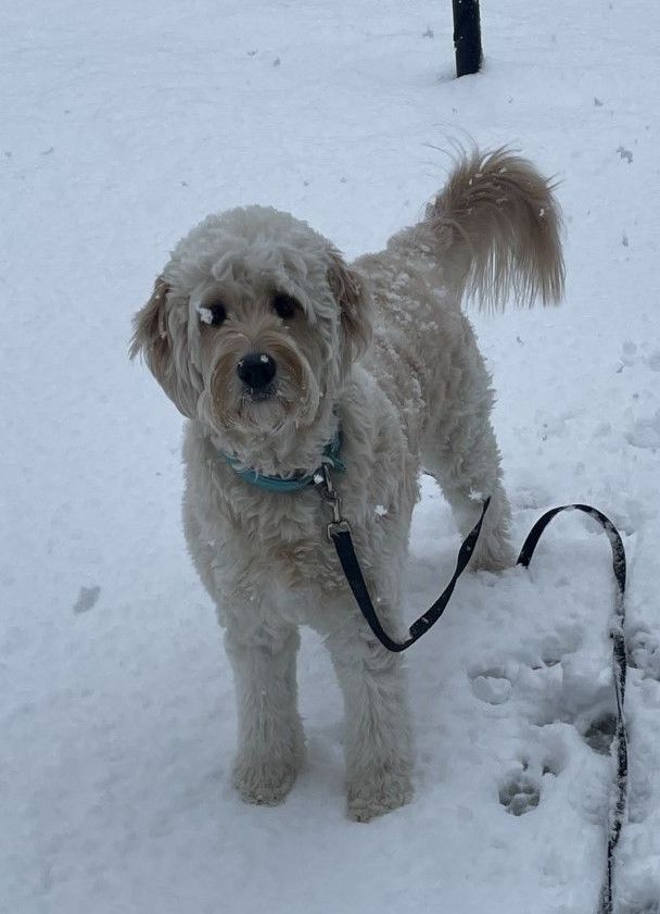 Englishdoodle Service Dog from Kimberlee's Kennels 