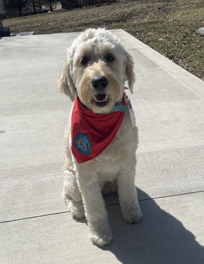 Therapy puppy englishdoodle 