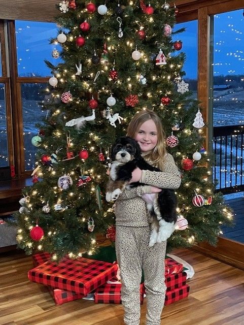 Tricolor Bernedoodle Puppy with new owner on Christmas