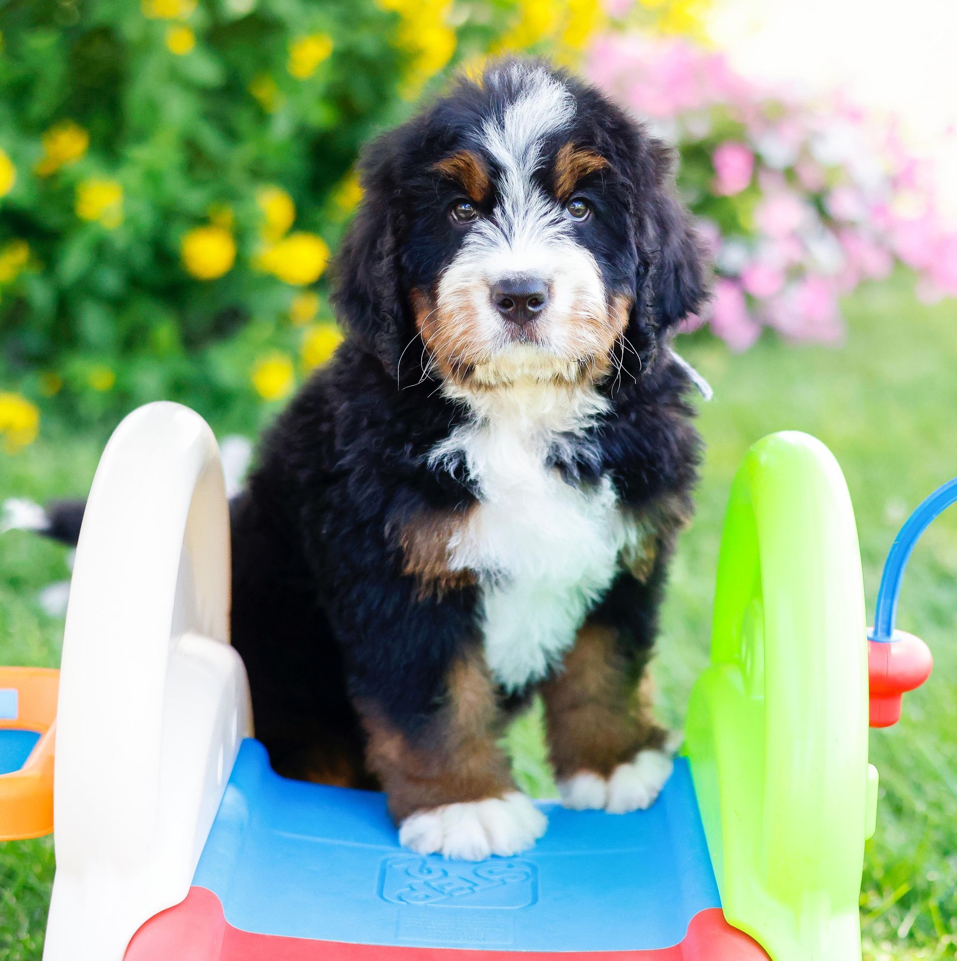 Tricolored standard bernedoodle puppy playing with toys outside
