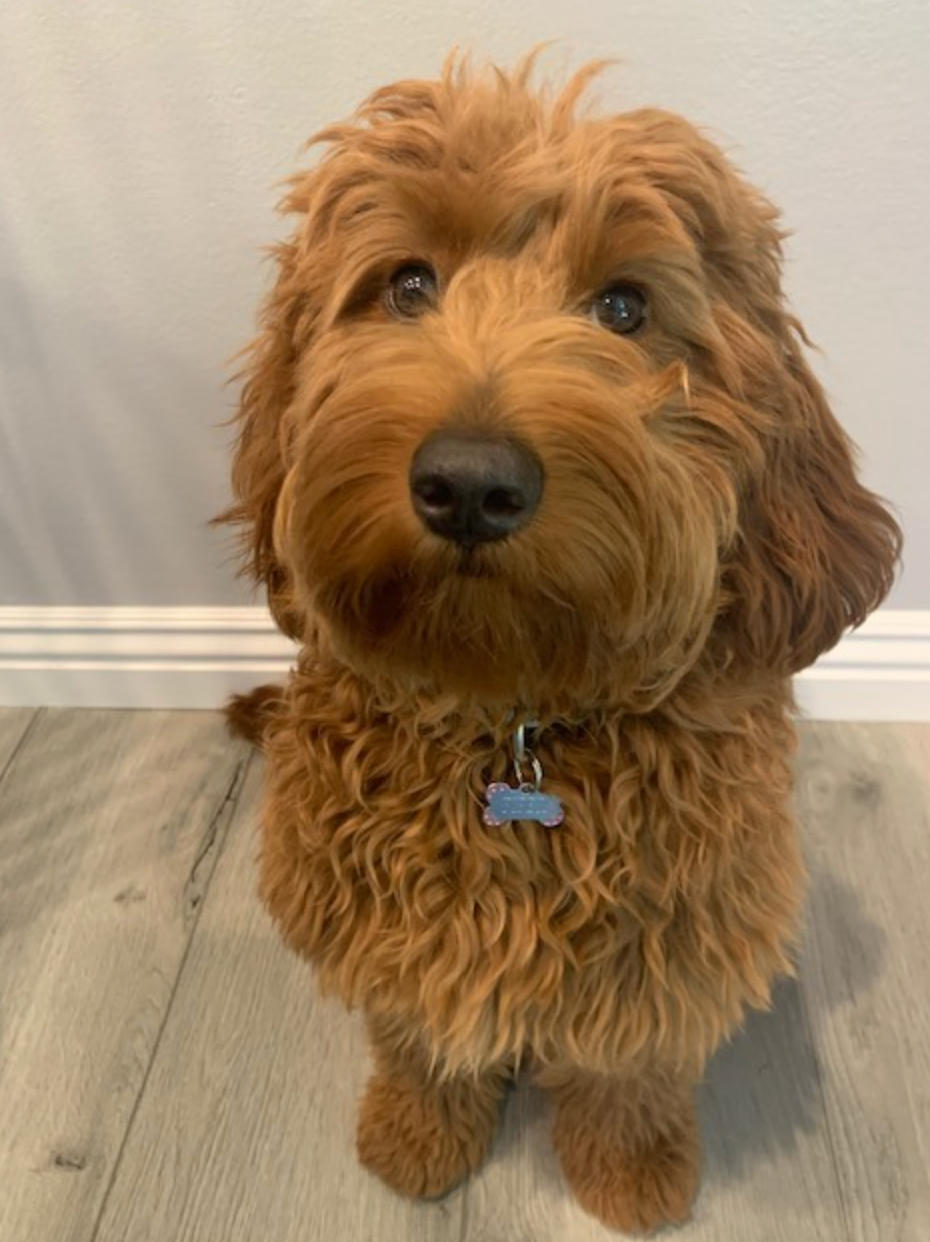 Adult goldendoodle with a wavy coat
