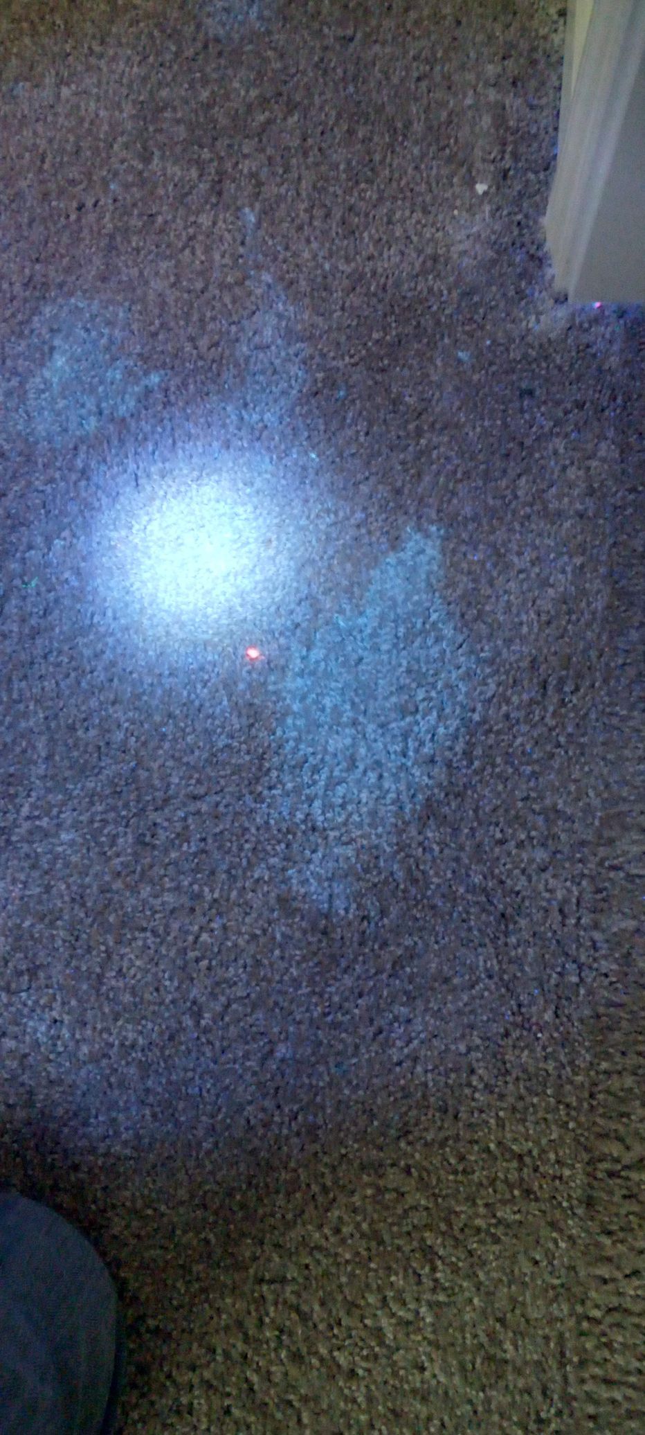 Pet urine showing up under a black light
