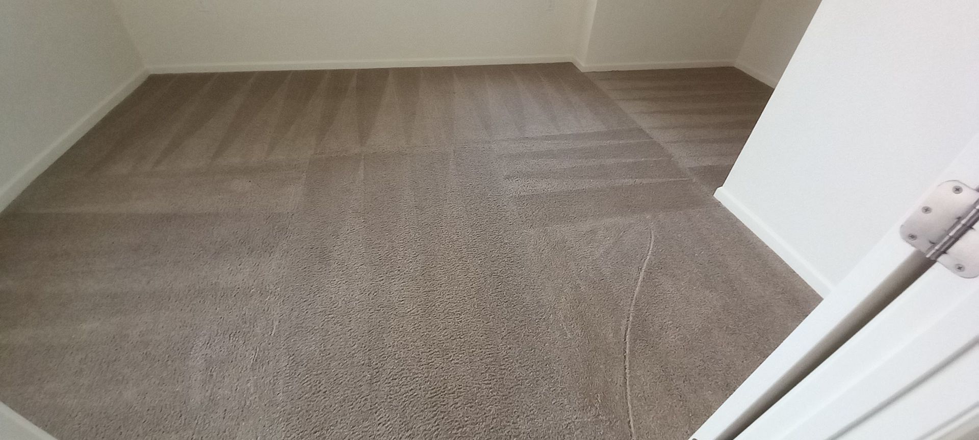 Carpet cleaned after pet treatment