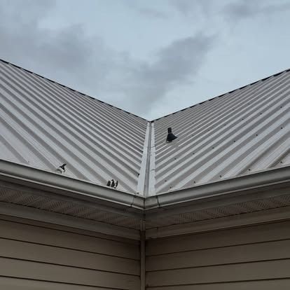 Metal roof with a central valley and small birds perched near the seam under a cloudy sky