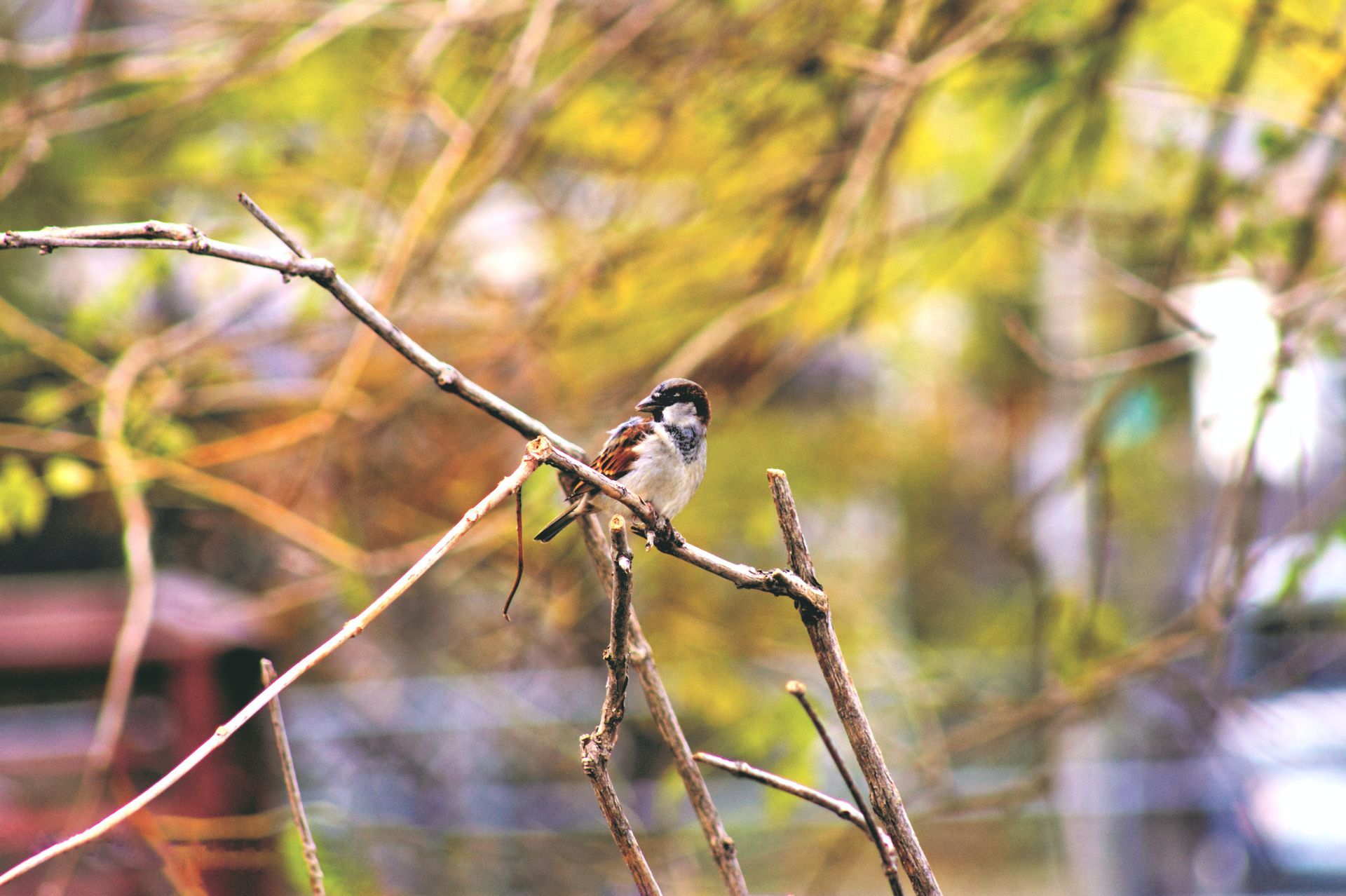 newark, ohio birds