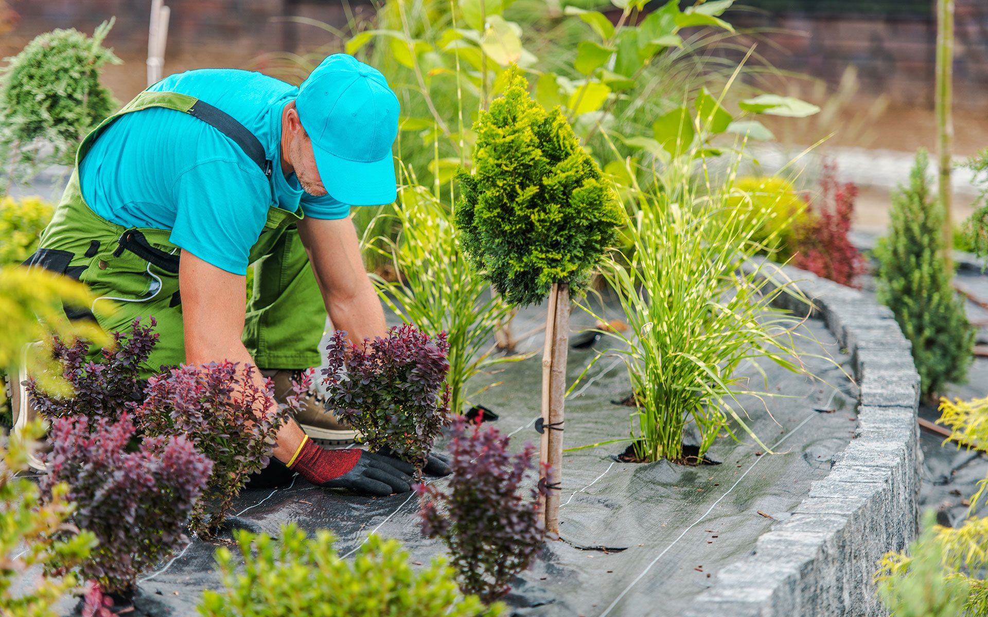 A man is planting trees in a garden.