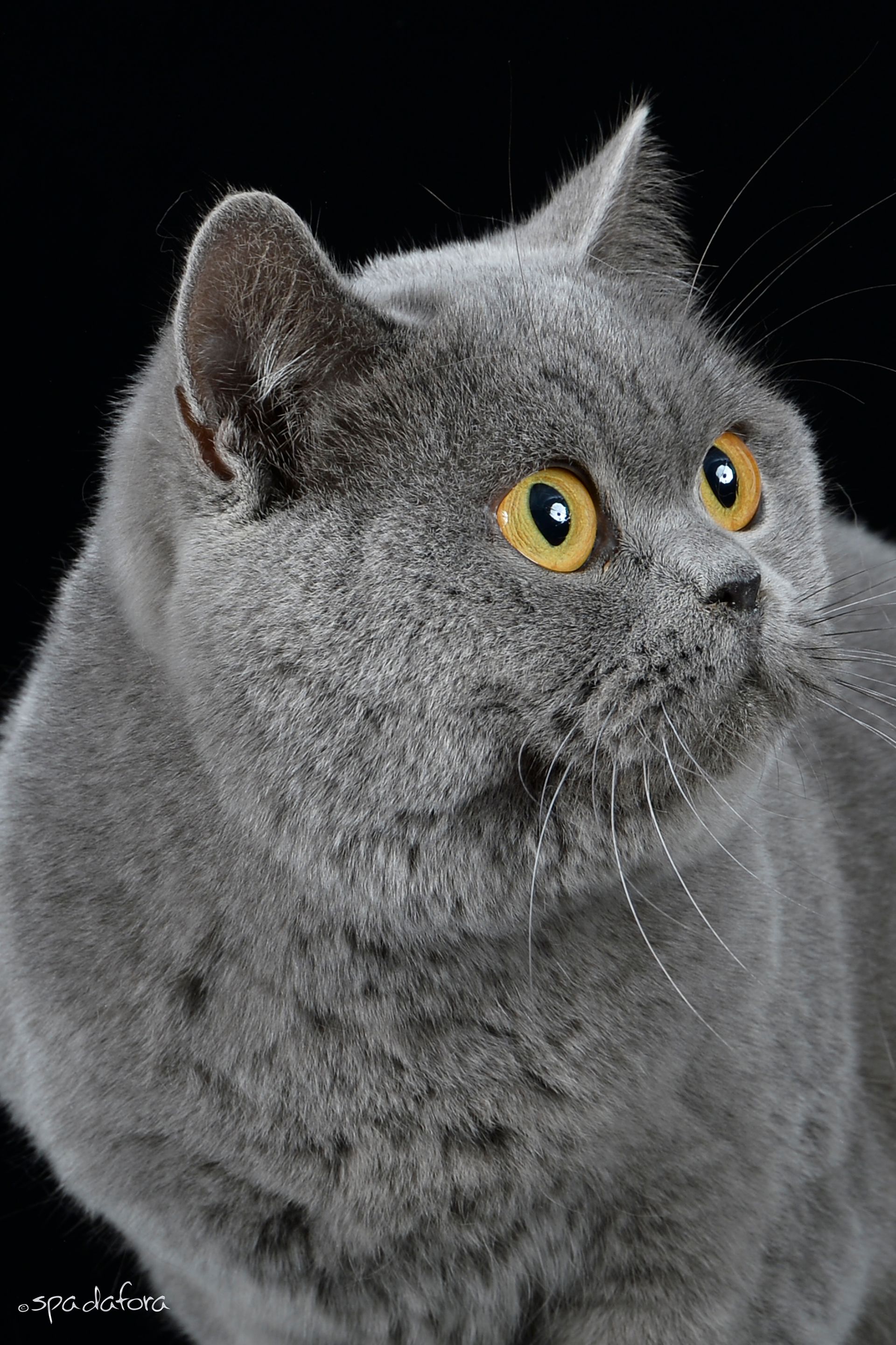 gatto british