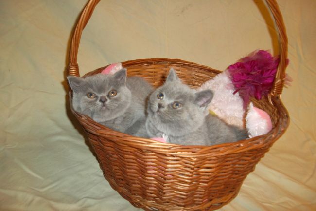 gatto british