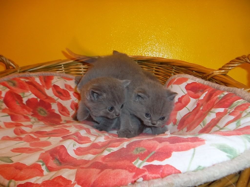 gatto british