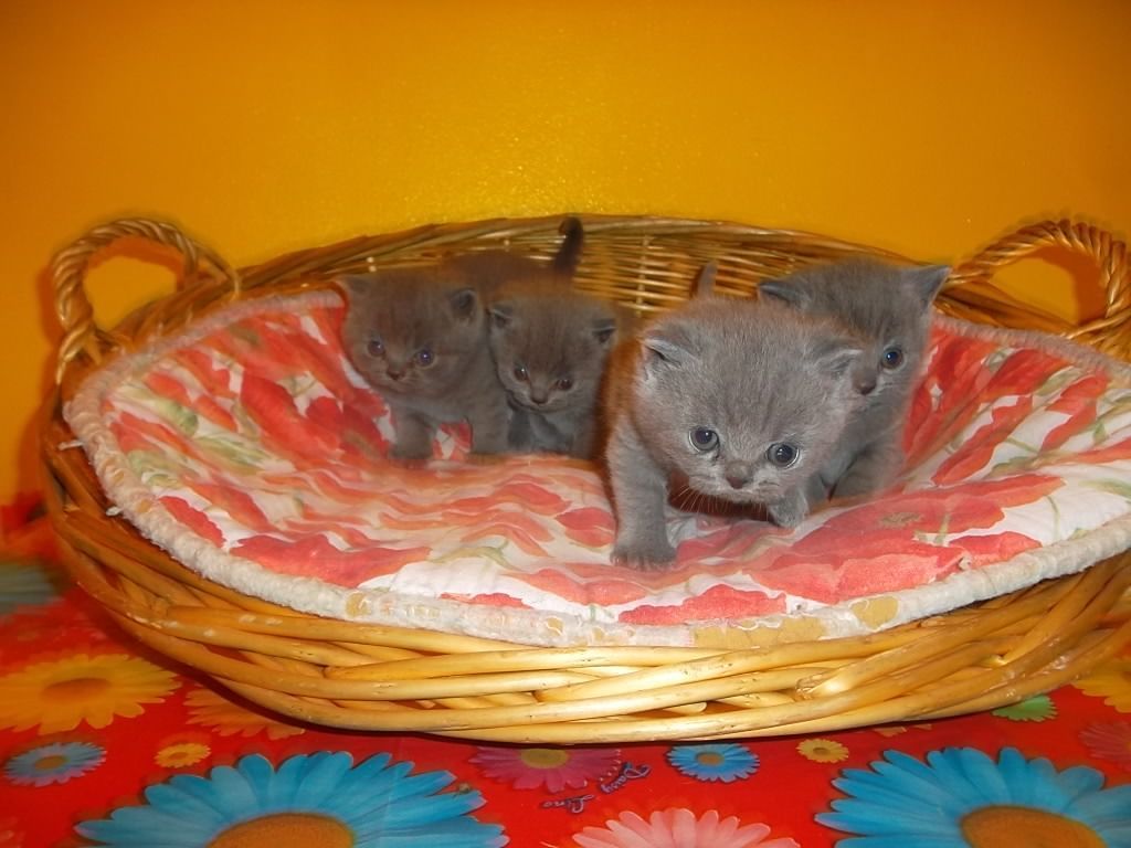 gatto british