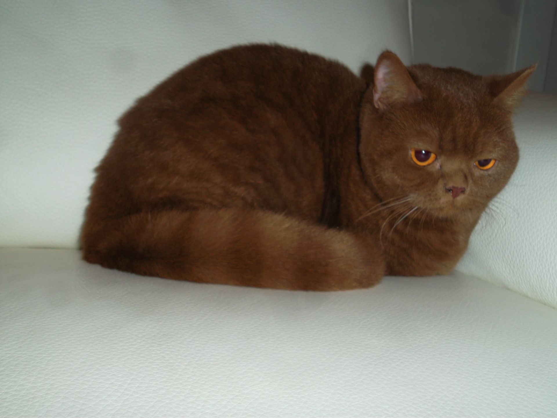 gatto british