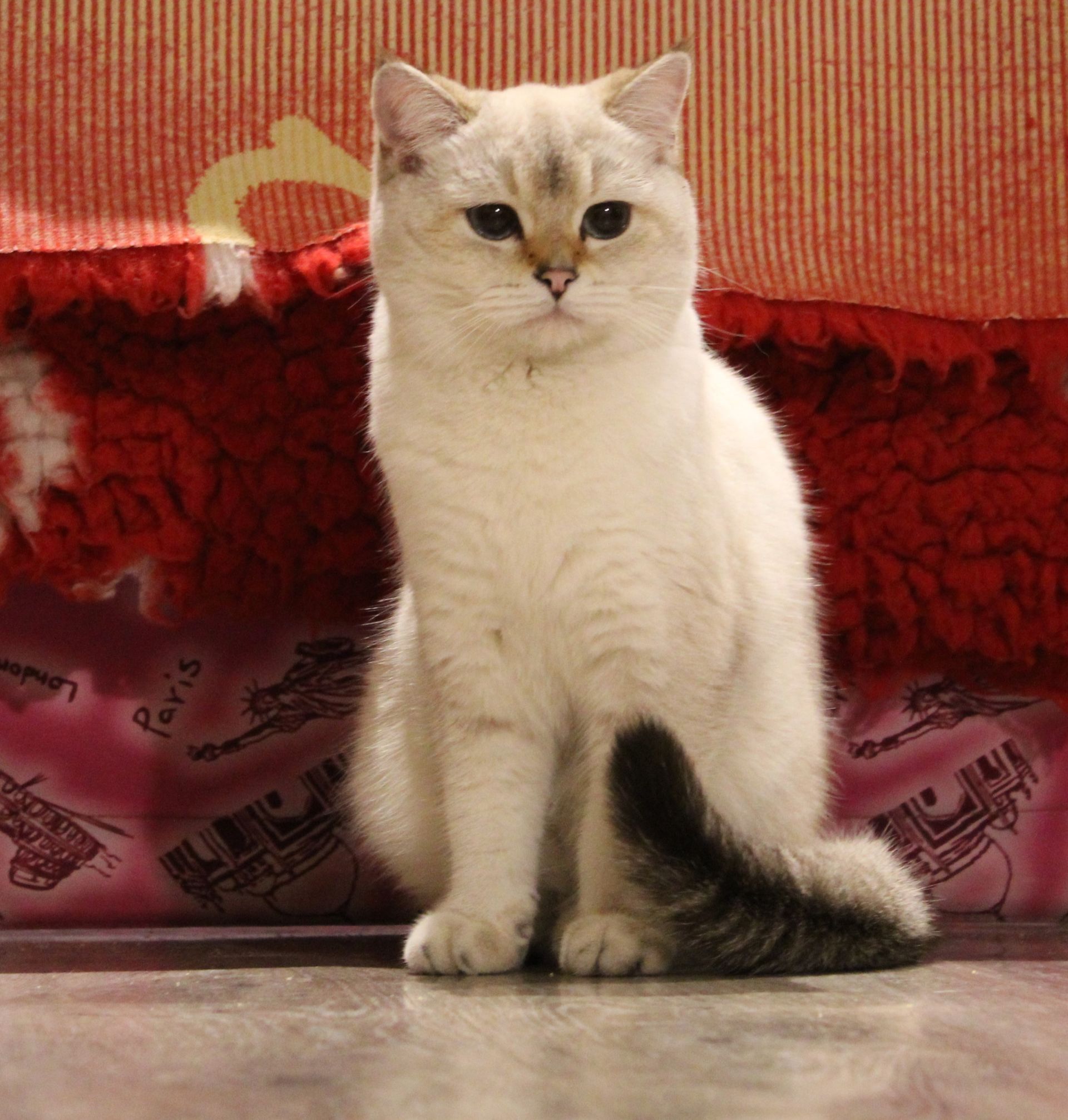 gatto british