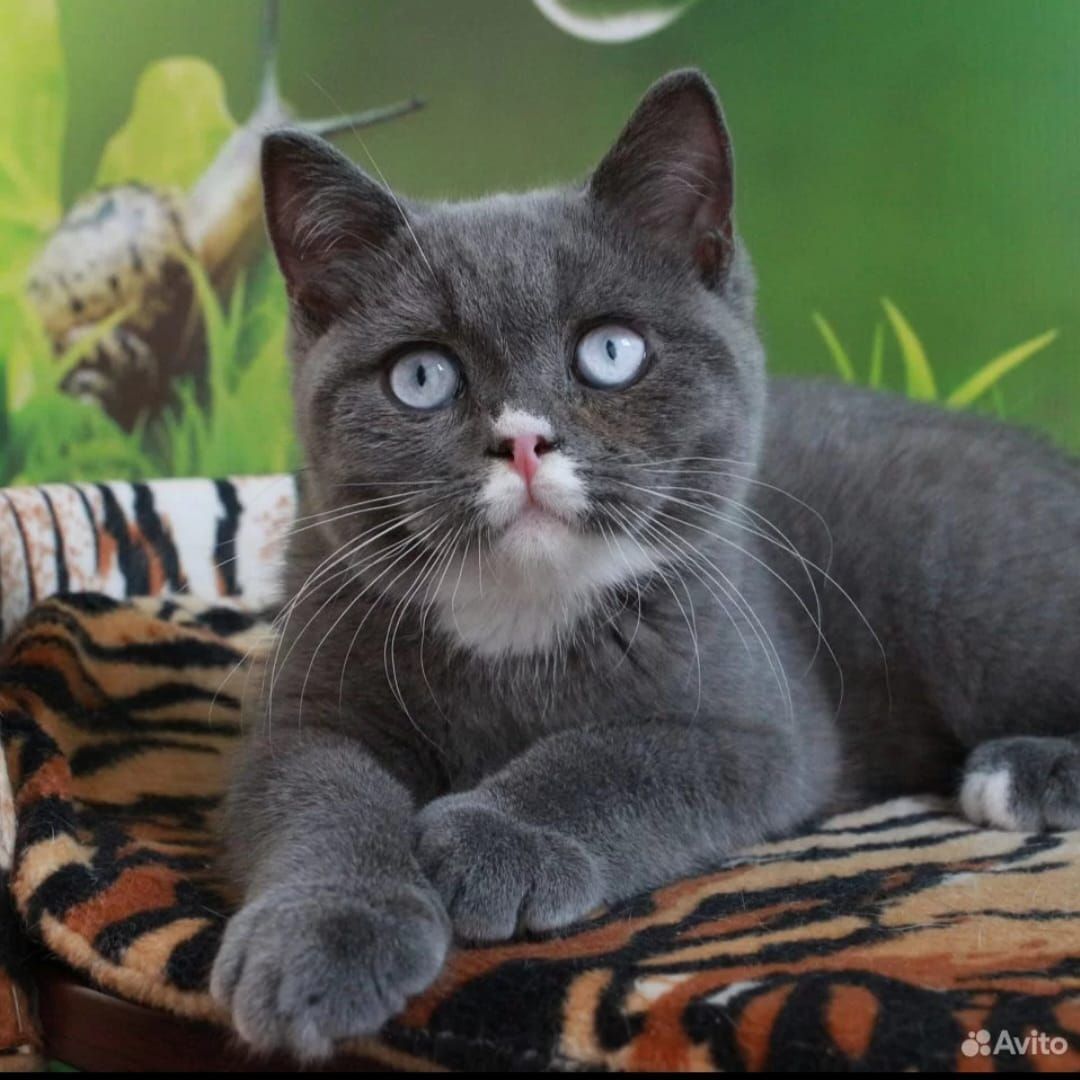 gatto british