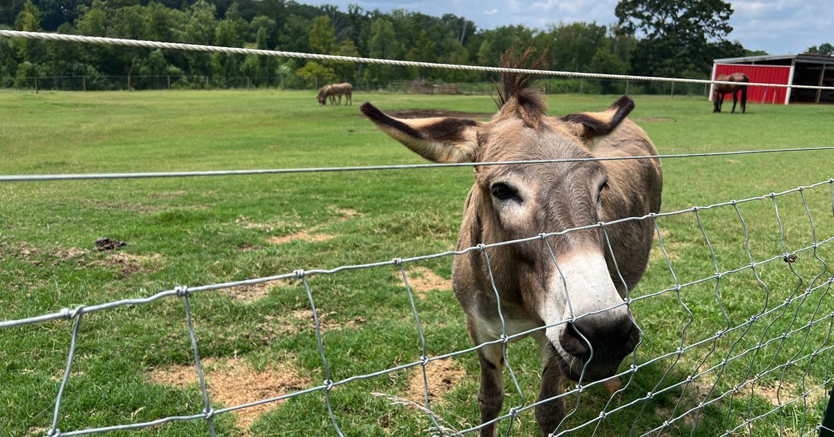 Donkey looking at the camera through a wire fence in a green field. Other animals and trees in the background.