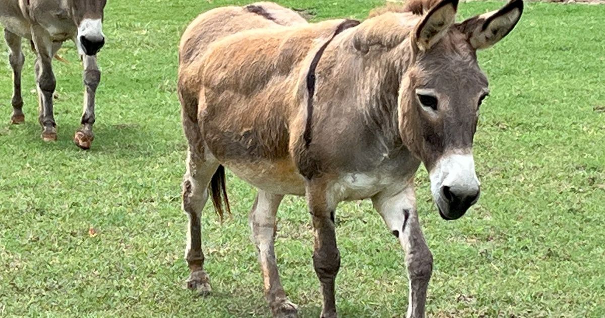 Donkey walking on a grassy field, light brown fur, long ears, with another donkey in the background.