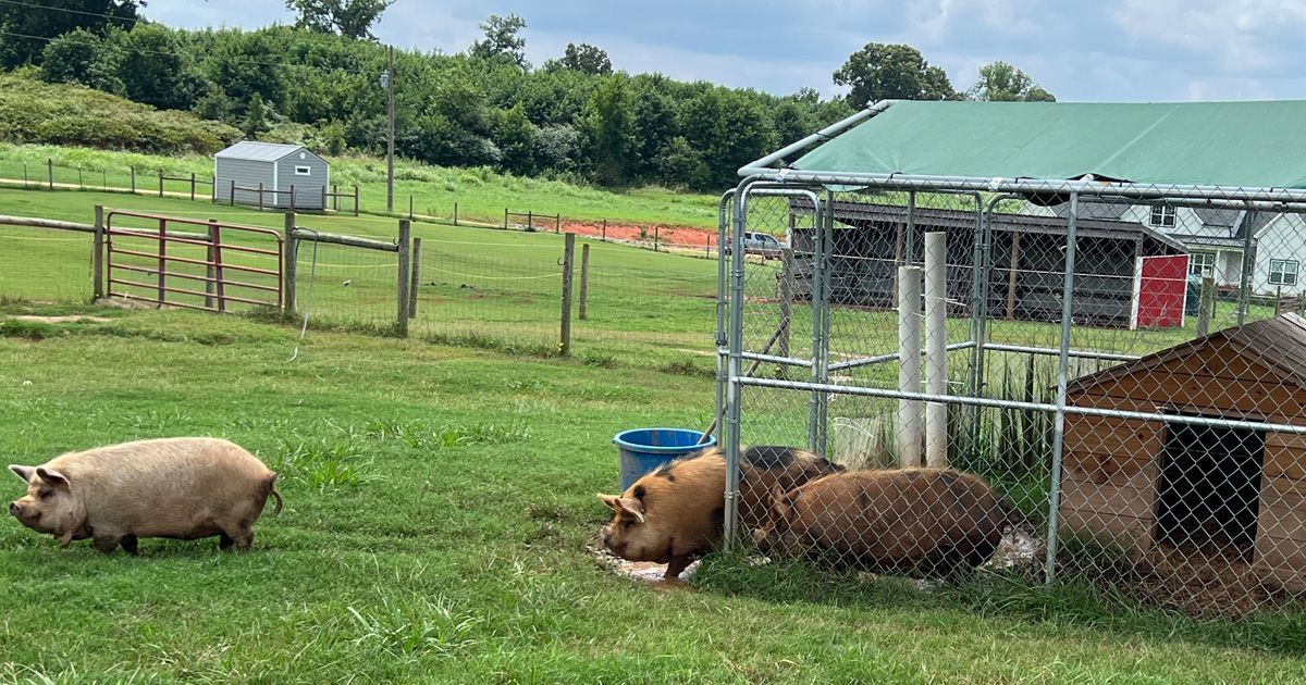 Pigs in a grassy field near a pen with a shelter. A few pigs are lying down, one is walking.