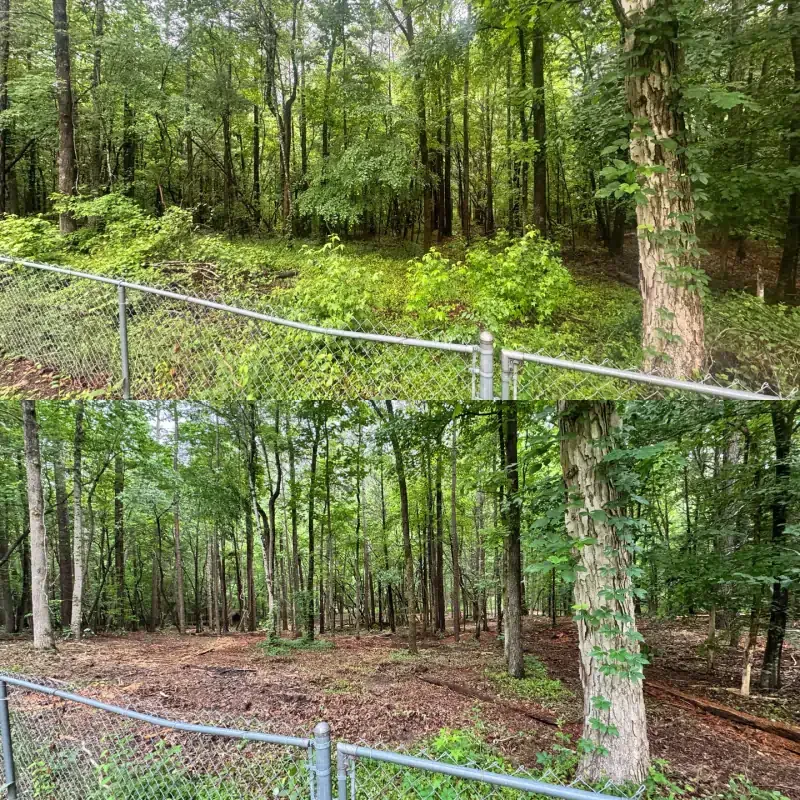 A side-by-side comparison of a wooded area showing thick underbrush before clearing and the clean floor after clearing.