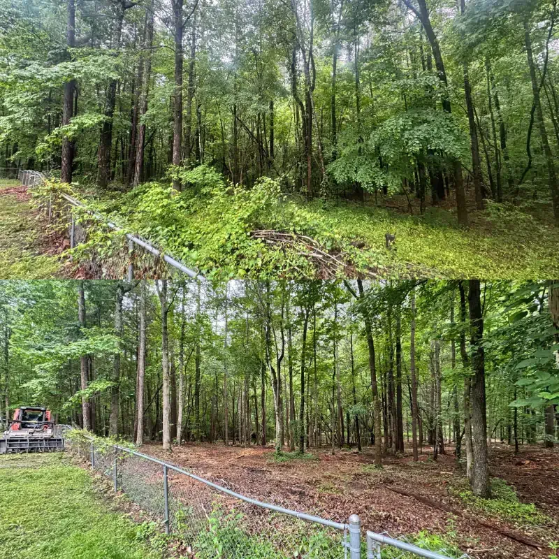 A comparison of a wooded area before (top) and after (bottom) the removal of overgrown brush along a chain-link fence.
