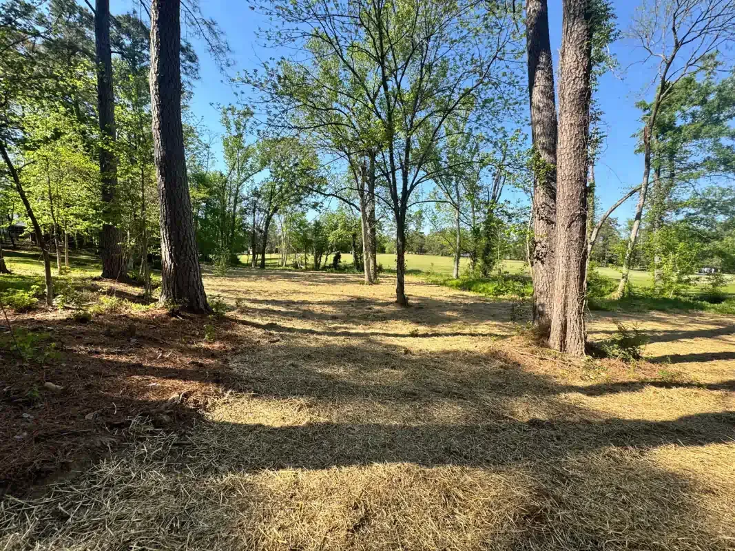 A clear, grassy clearing surrounded by tall, sunlit pine and deciduous trees under a bright blue sky.