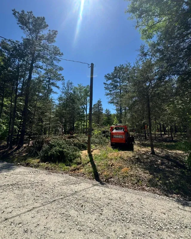 An orange skid steer parked in a partially cleared wooded area next to a utility pole and a gravel road under a bright sun.