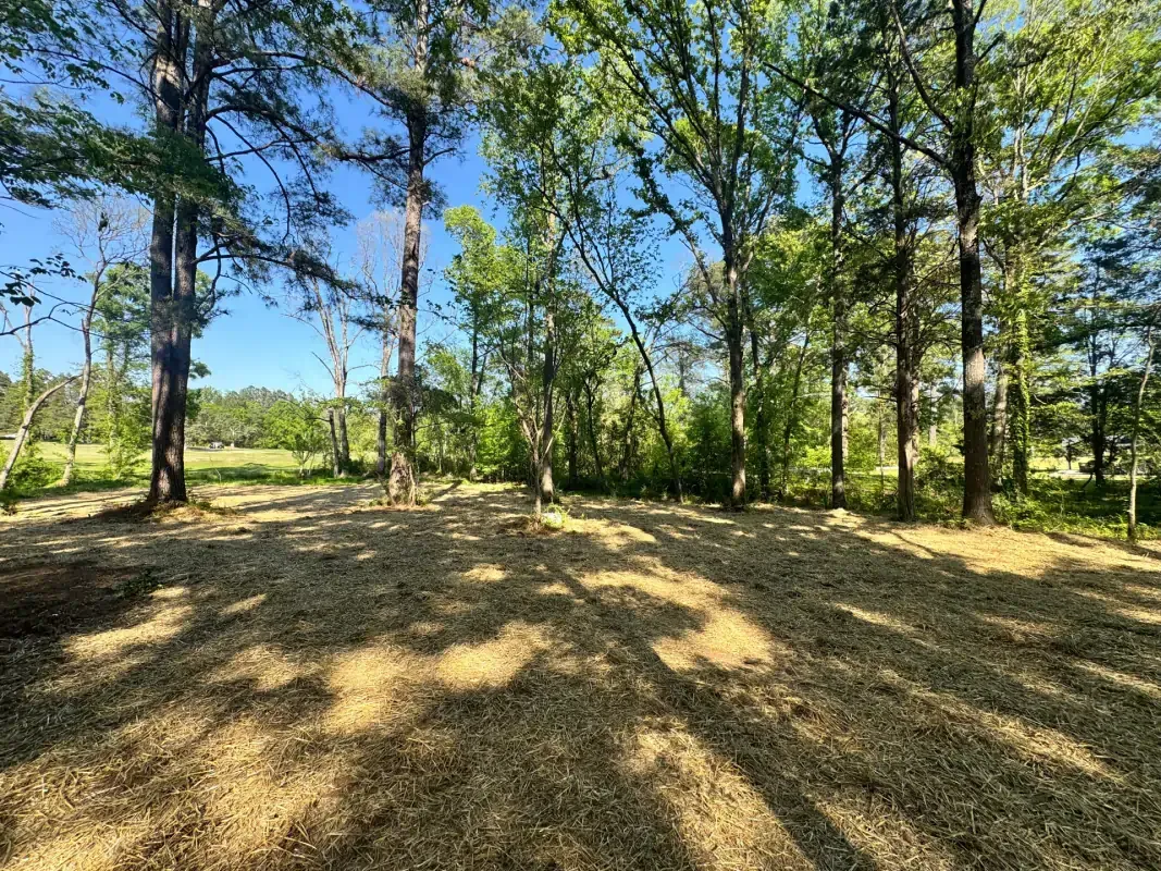 A sunlit wooded area with a ground covering of wood chips, framed by tall trees under a bright blue sky.