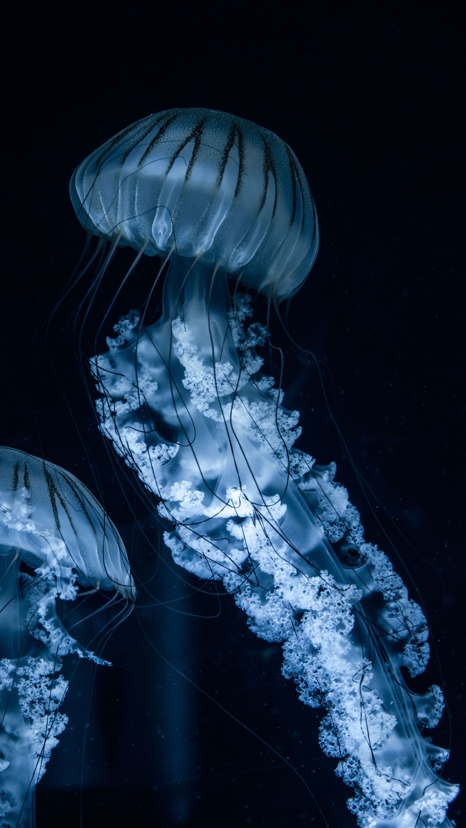 Blue jellyfish glowing against a dark aquarium background