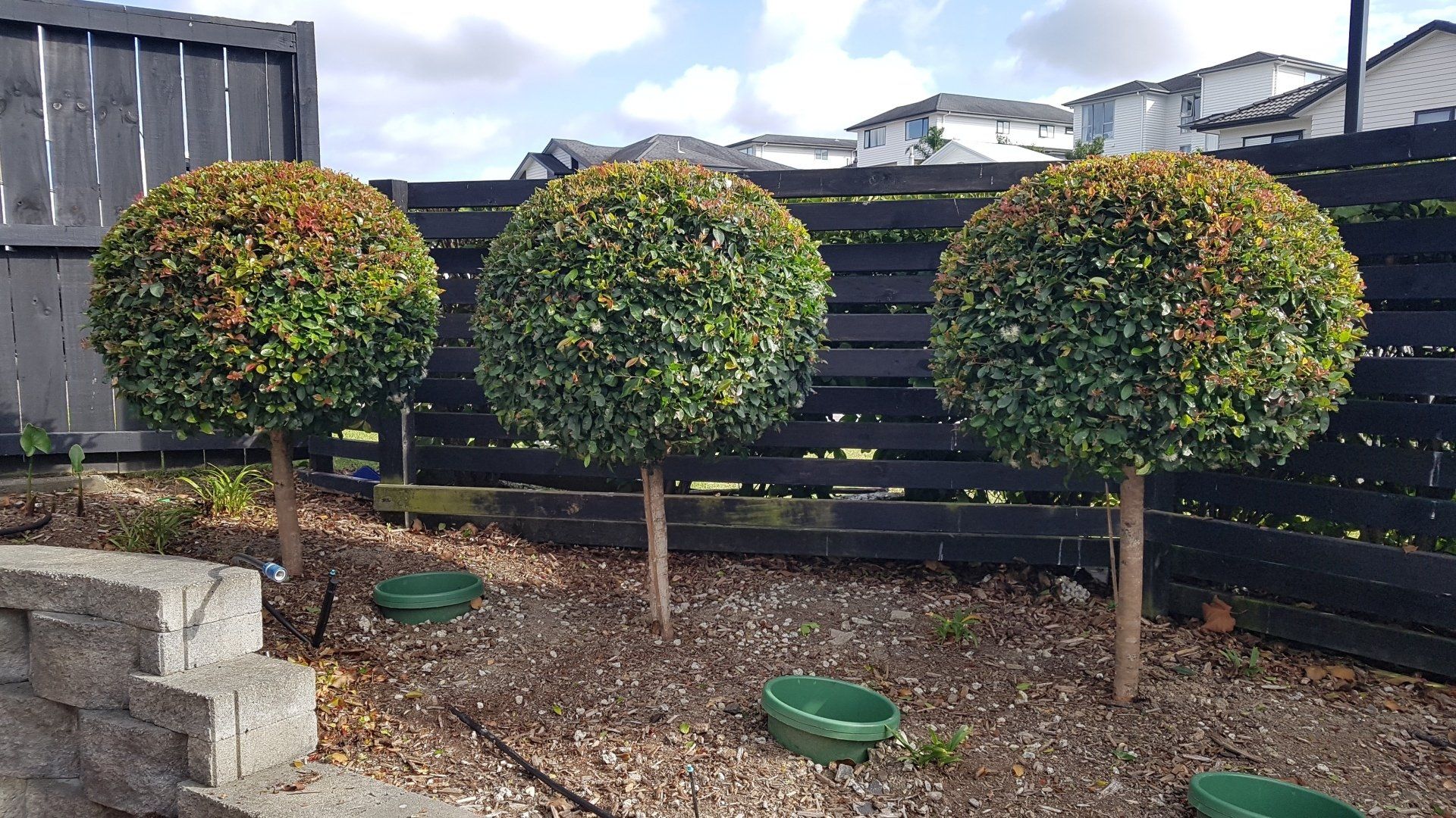 Tree Pruning & Felling