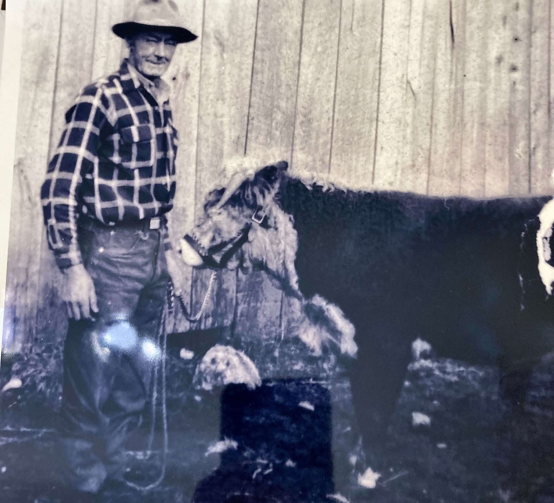 Man in plaid shirt and cowboy hat stands next to a cow by a wooden building.