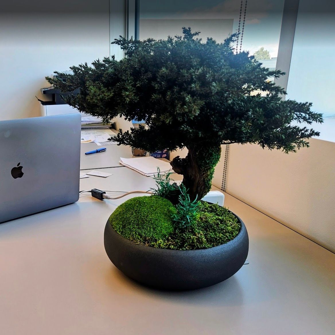 Un piccolo bonsai in vaso nero su una scrivania accanto a un computer portatile argentato in un ambiente d'ufficio.